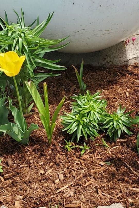 Western Red Cedar Mulch — Finished on a project